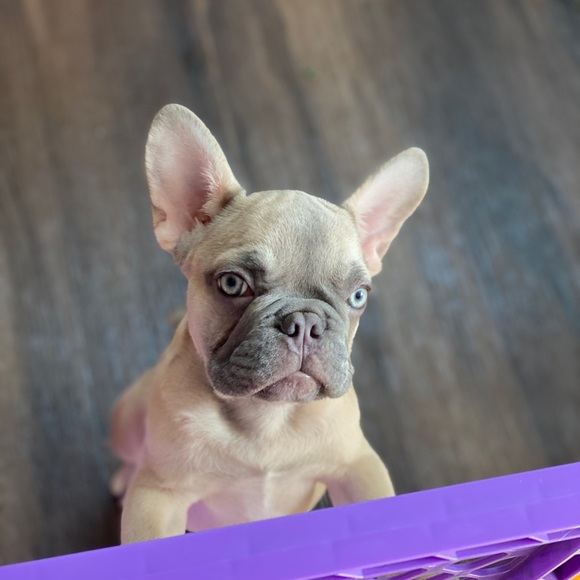 Meet your Posher, Madison - Picture 2 of 2